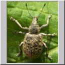 Liophloeus tesselatus - Ruesselkaefer 02.jpg